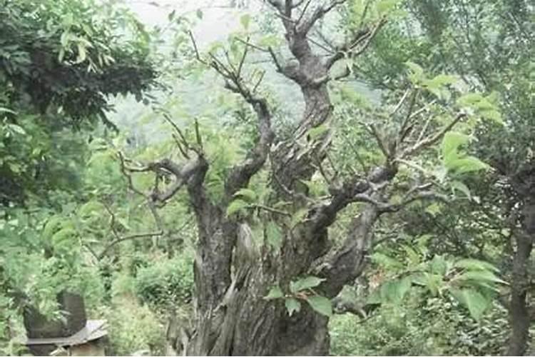 “映山红熟桩”这颗花什么时候上盆合适？