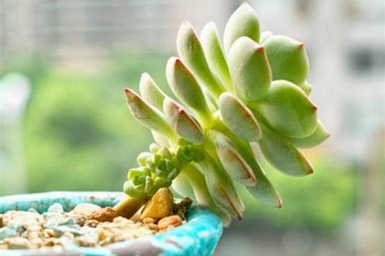 多肉植物能喷磷钾肥吗