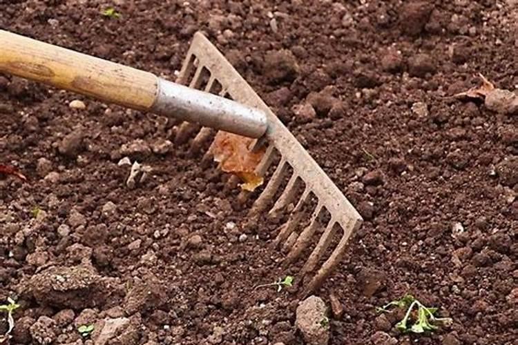花卉叶面肥用什么好 花卉叶面肥浓度多少合适