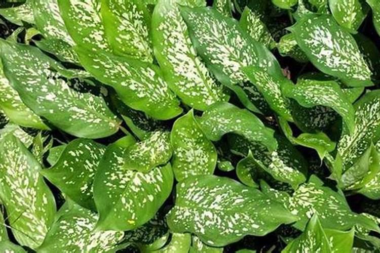 万年青夏天能施肥吗？万年青的施肥注意事项