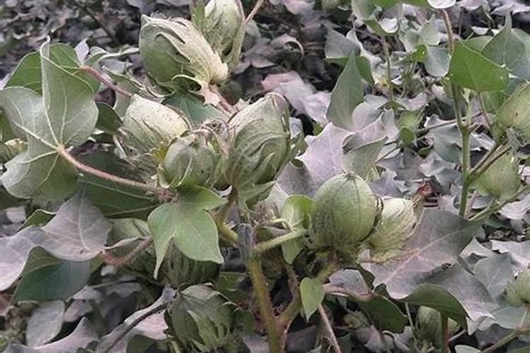 增加棉花桃子重量的钾肥