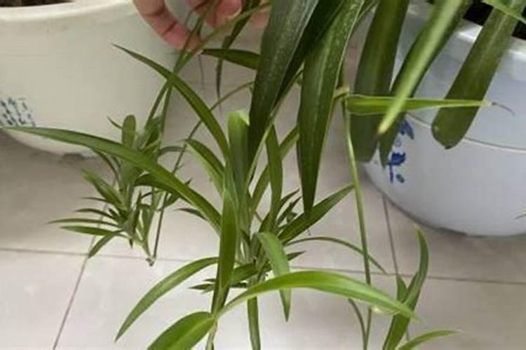 吊兰的最佳肥料