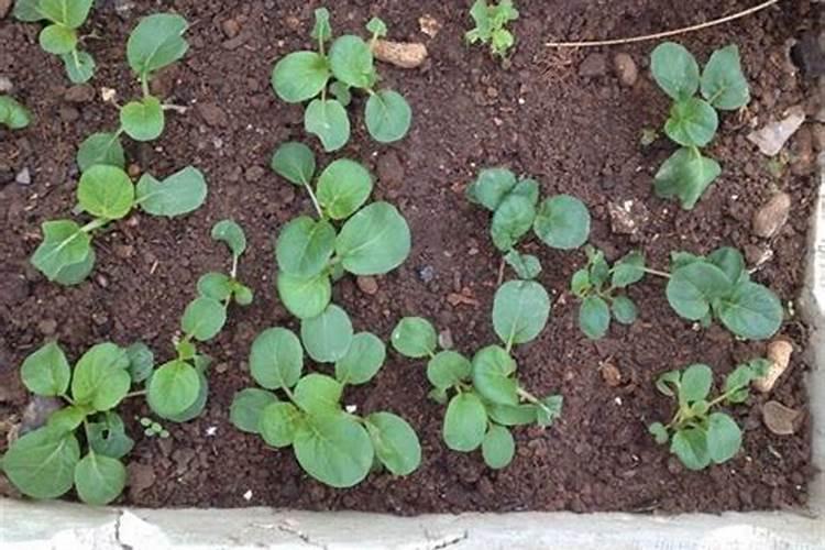 什么时候给小白菜施肥打虫