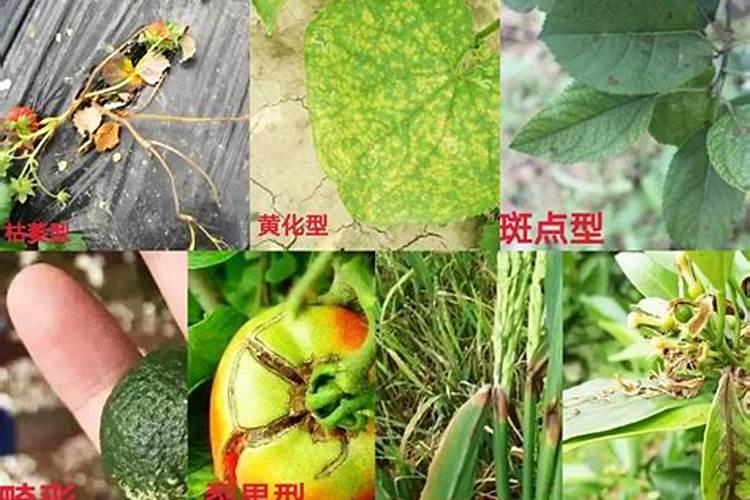 优米卡叶面肥药害的症壮