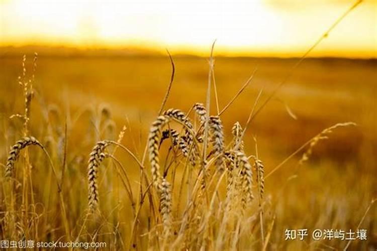 小麦种植技术与管理施肥
