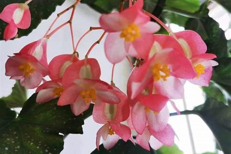 竹节海棠怎么施肥 竹节海棠施肥注意事项总结