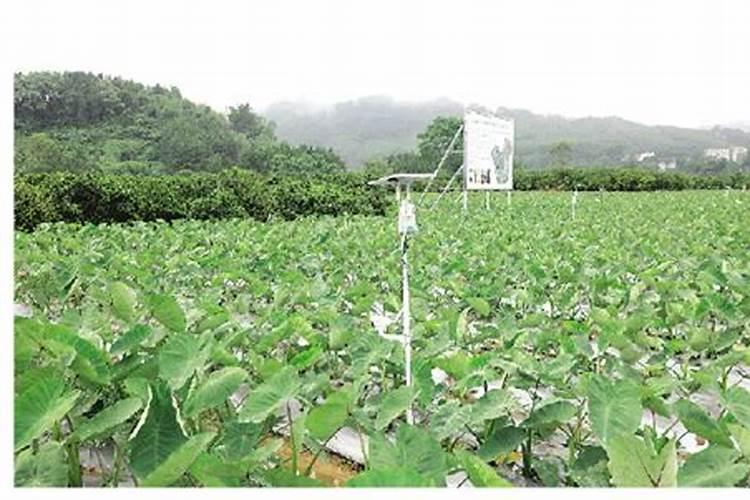 魔芋种植什么时候施肥合适？魔芋用哪种肥料产量高？