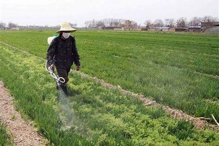 早上有露水能打玉米除草剂和叶面肥吗(打叶面肥最佳时机)