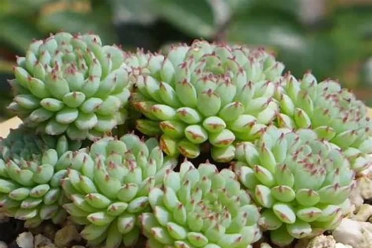 多肉吸财树的养殖方法和注意事项