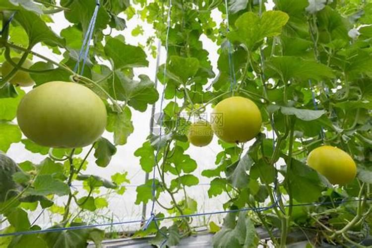 蔬菜种植缺硼有什么症状？如何正确补硼？