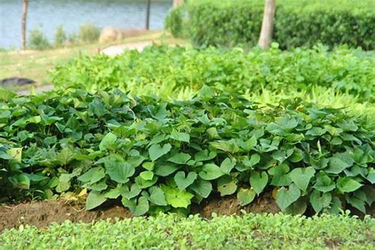 红薯如何施肥应注意哪些 地瓜施肥方法和注意事项