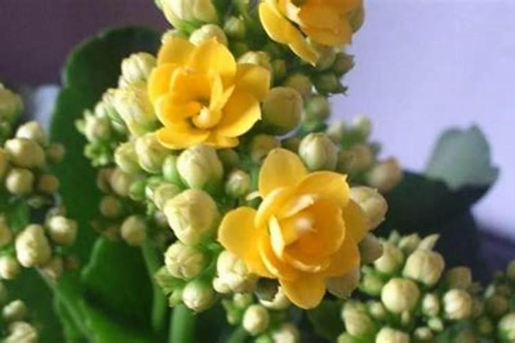 长寿花秋季可施氮肥吗 长寿花秋季是否可施氮肥