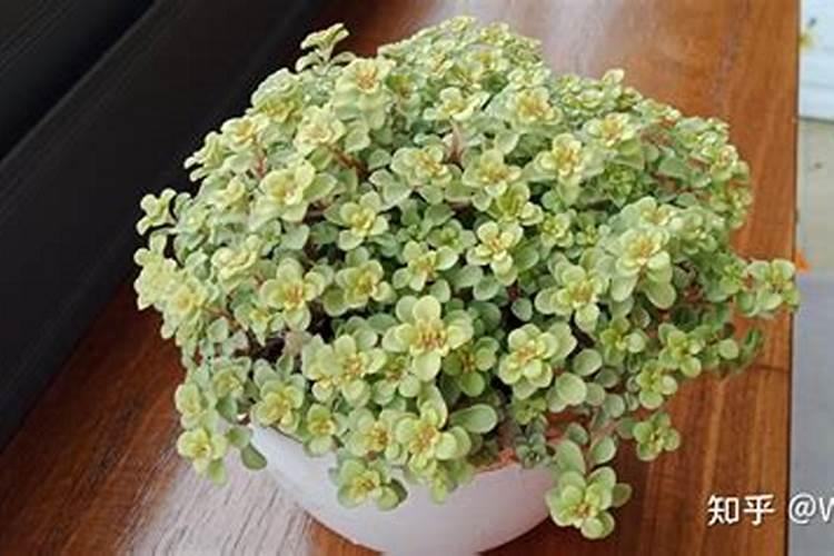 多肉植物用什么肥料比较好