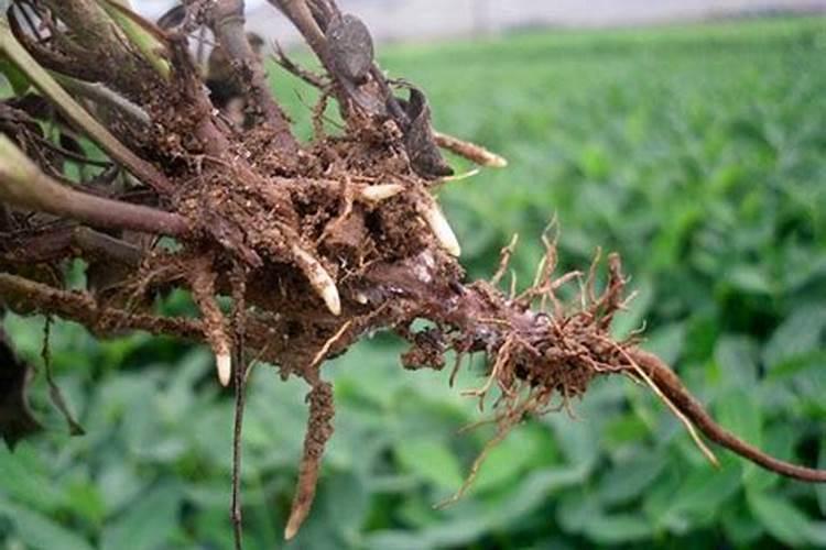 多肉高钾肥浓度多少合适ec值us/cm