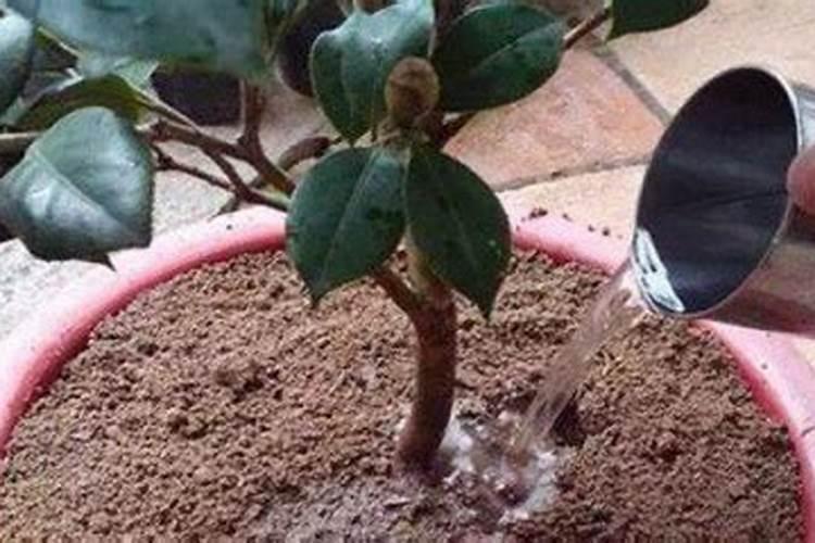 四季杜鹃茶花施什么肥料