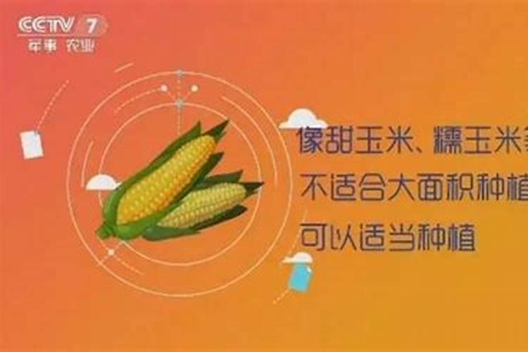 夏季玉米施肥很关键,夏季玉米怎么施肥效果好呢？