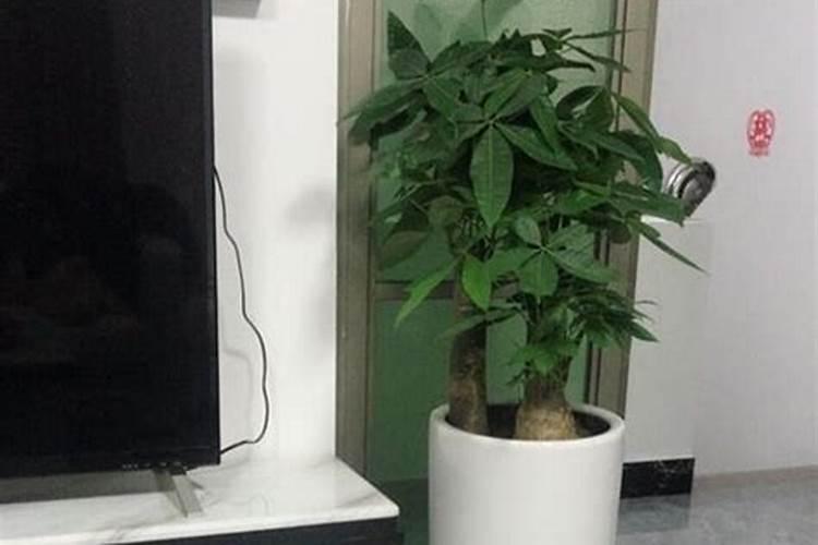 水溶肥桃树一亩用多少斤