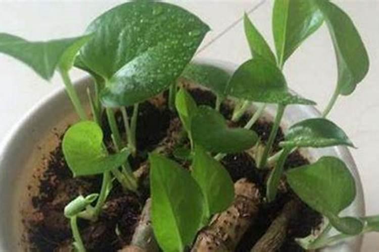 绿萝什么季节施肥最好 施肥多少合适