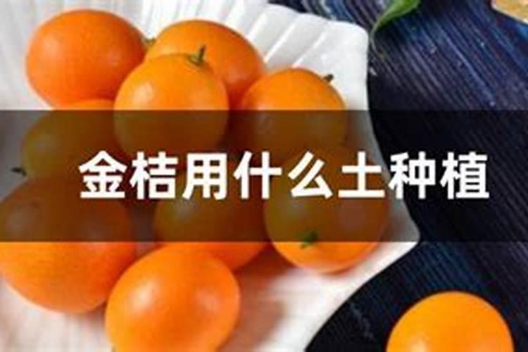 金桔树施肥时间和方法