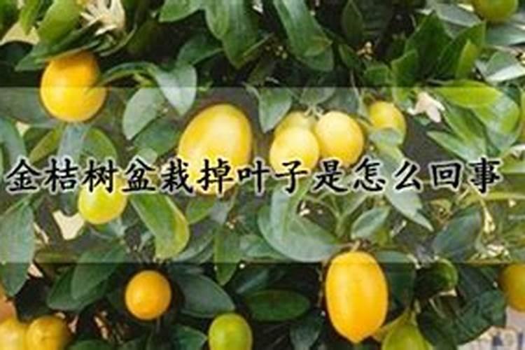 金桔树施肥时间和方法