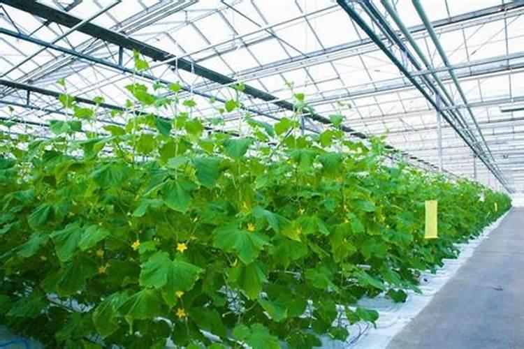 大棚种植需要注意什么？用什么肥料好!