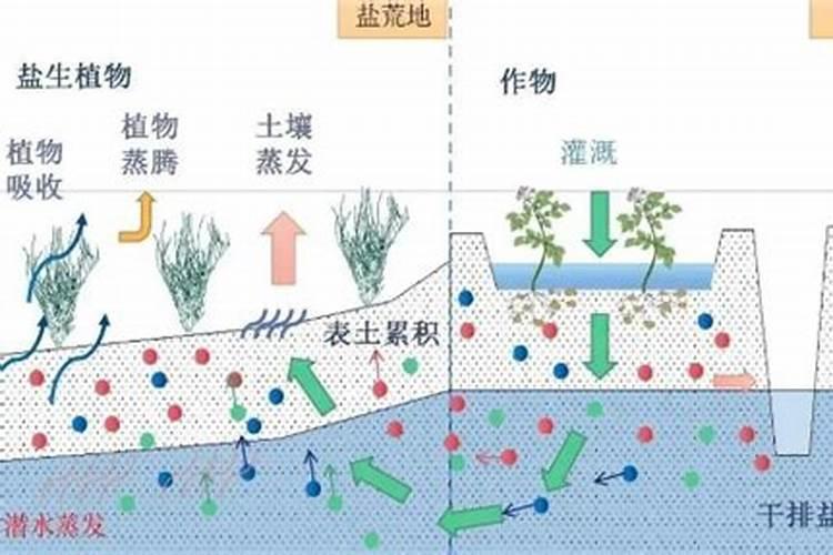 盐碱土利用