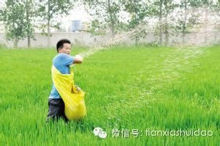 樱桃鱼的繁殖方法