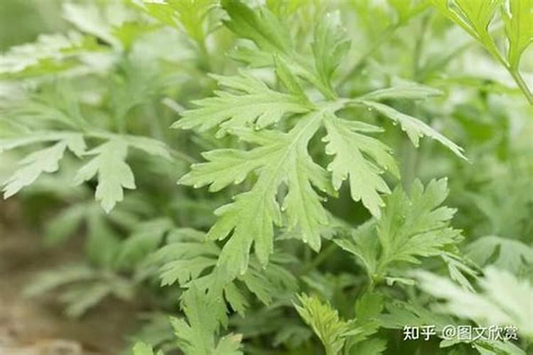 艾草上什么肥料？