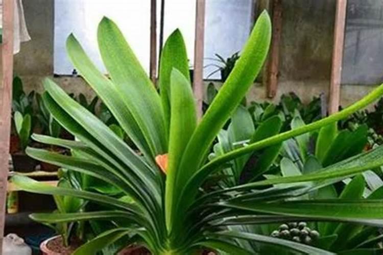 家养君子兰氮磷钾如何采用