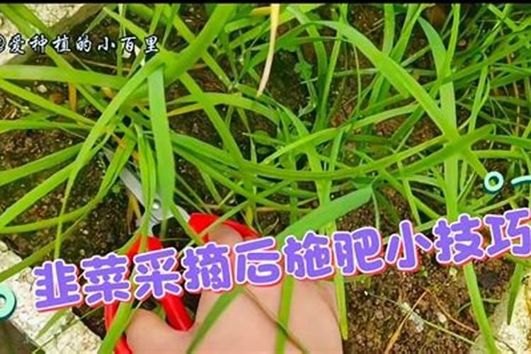 韭菜用什么肥料