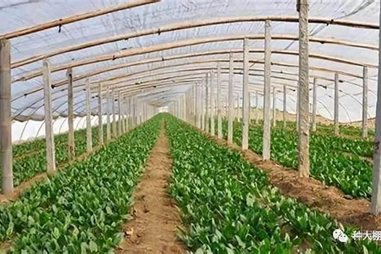 蔬菜叶面肥如何选择,怎样使用