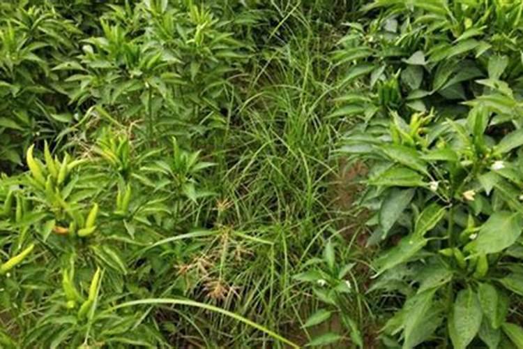 辣椒正确使用磷酸二氢钾