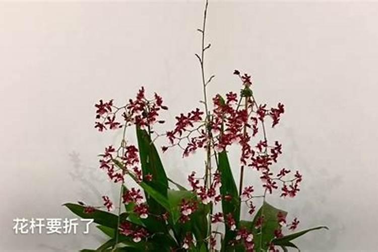 文心兰怎么施肥