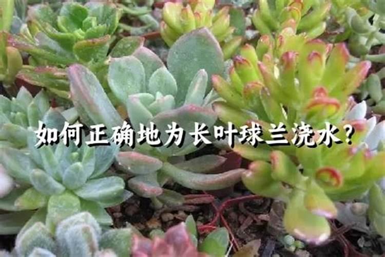 球兰在开花时期花都掉了怎么回事儿？