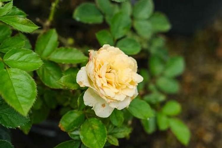 月季花夏季施什么肥好