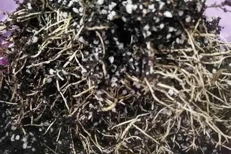 生根粉怎么用效果最佳 生根粉的用法