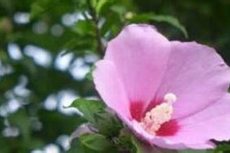 新买的木槿花怎么养