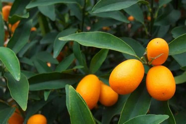 金桔开花后怎么防止落果