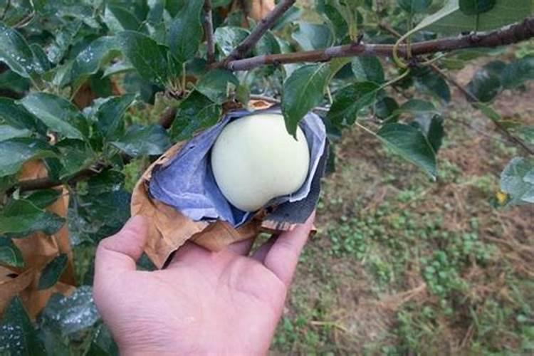 红富士苹果脱袋后用哪些药剂防治黑红点病？