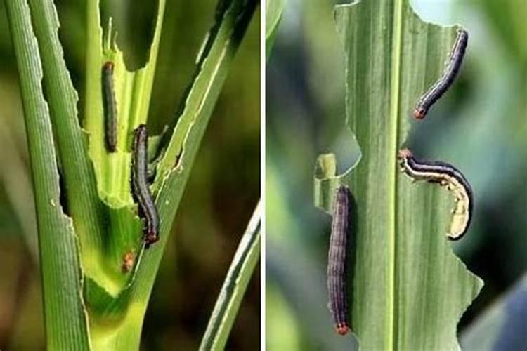 尿素能和氯虫噻虫嗪可以打玉米吗