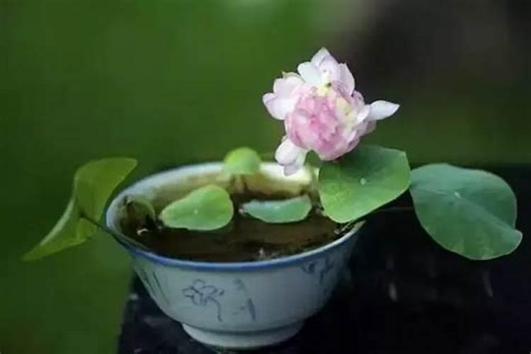 碗莲是不是需要施肥？