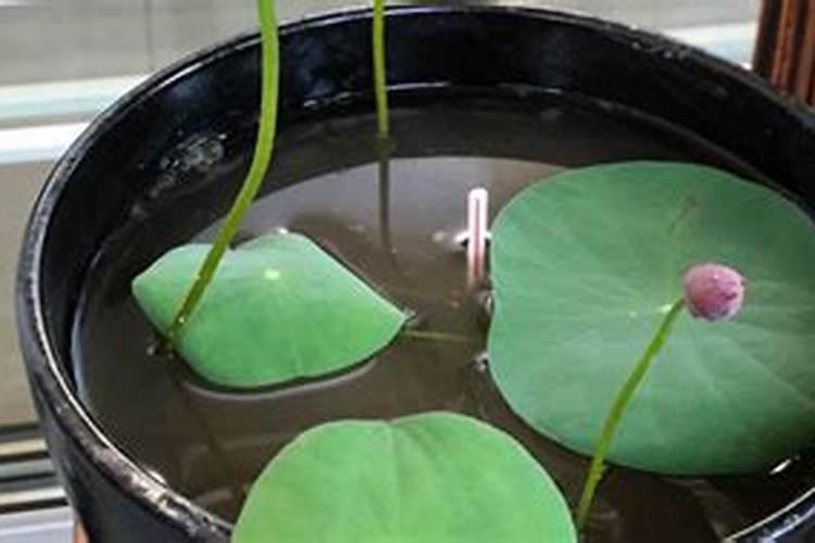 碗莲追肥用什么肥料好