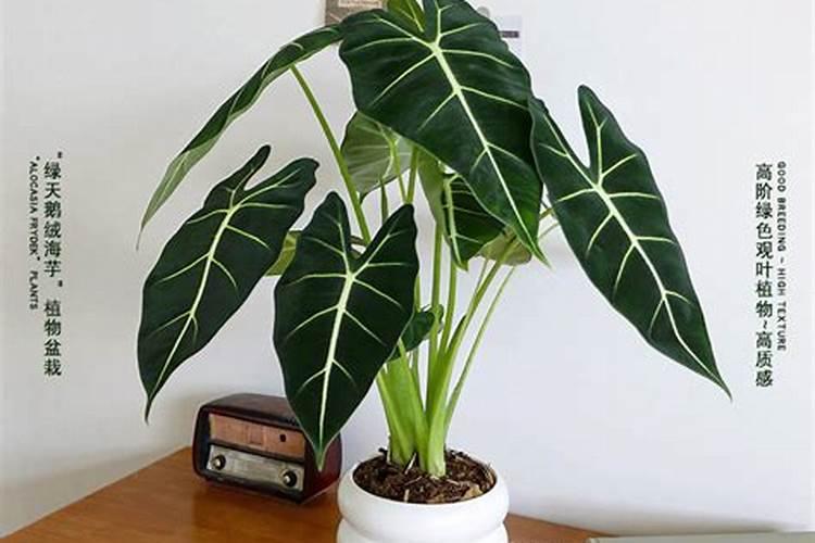 海芋用什么花肥