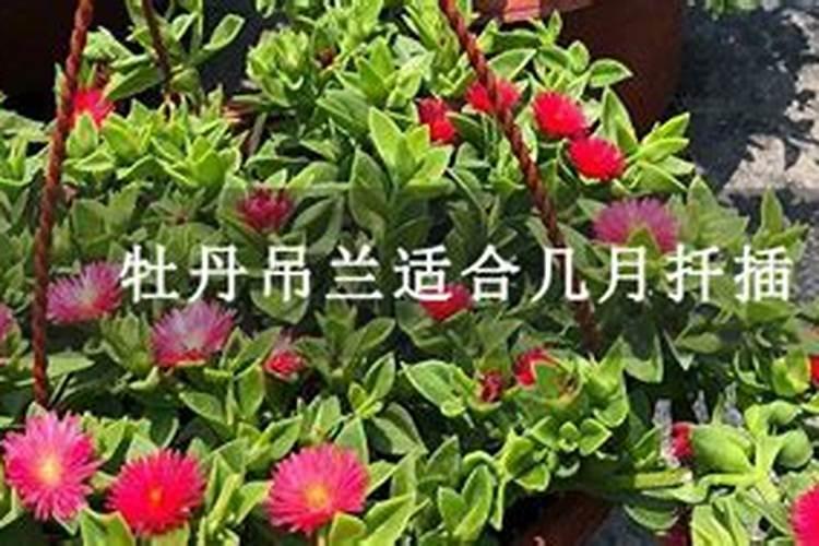 牡丹吊兰施什么肥好