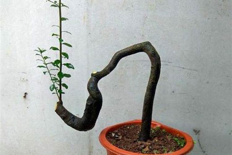 黄荆下山桩多久生根？