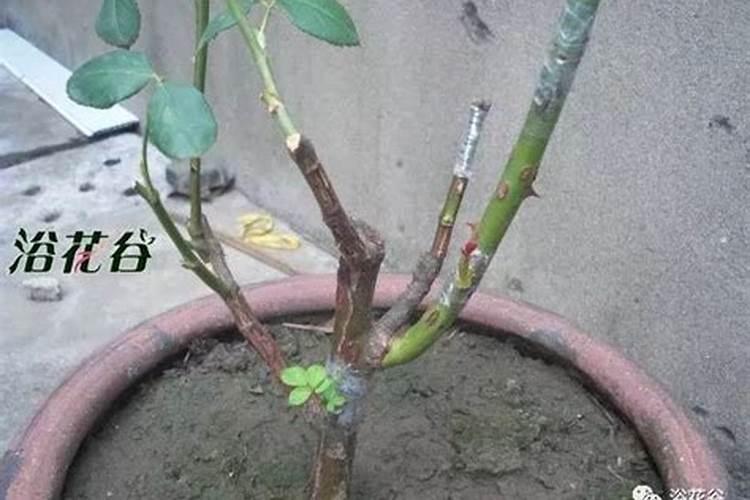 硼肥什么时候施肥最好