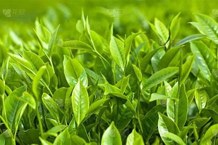 绿茶施肥方法和注意事项 绿茶怎么施肥和种植
