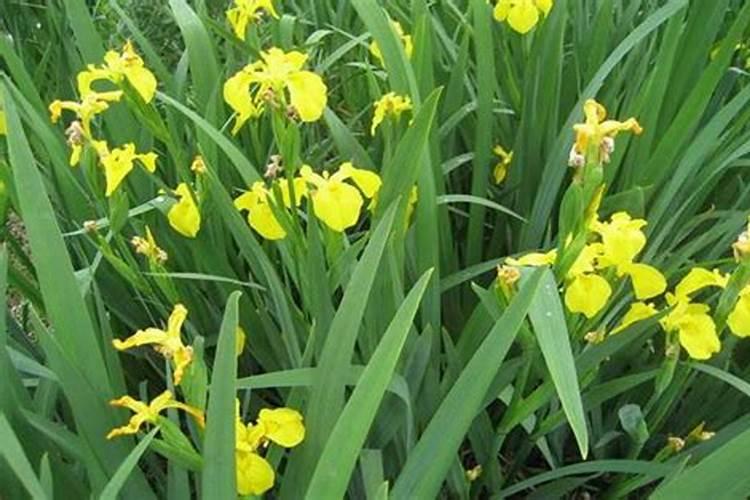 附石菖蒲怎么施肥