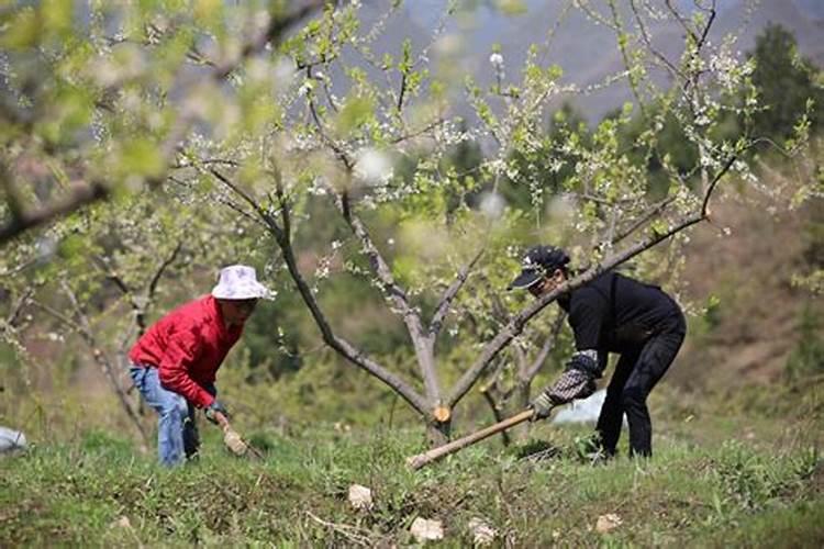 果树什么时间施肥最好