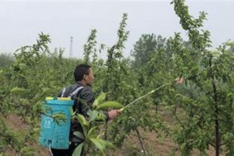 果树秋季施肥最佳时间